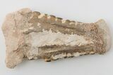 Fossil Pycnodont (Anomoeodus) Crushing Mouth Plate - Morocco #196698-1